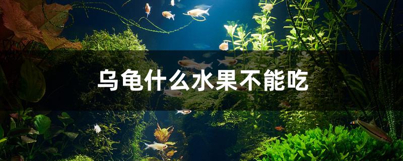 烏龜什么水果不能吃 圖騰金龍魚