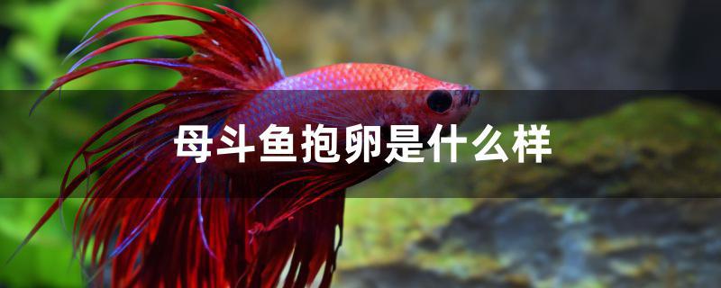 母斗鱼抱卵是什么样