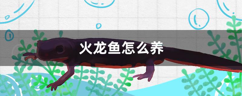 火龙鱼怎么养