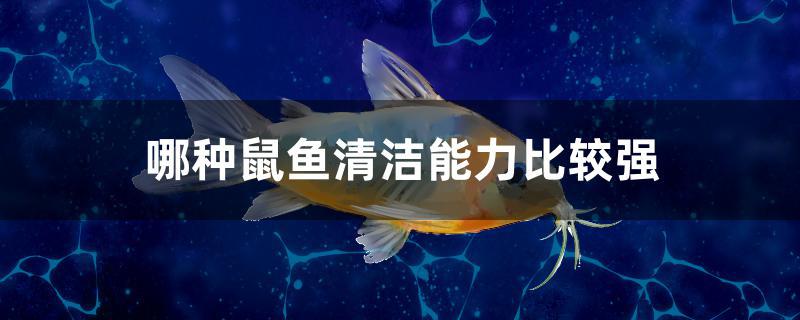 哪種鼠魚清潔能力比較強(qiáng)