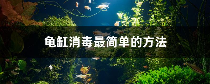 龜缸消毒最簡單的方法 藍底過背金龍魚