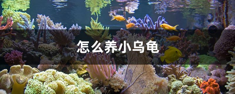 怎么養(yǎng)小烏龜