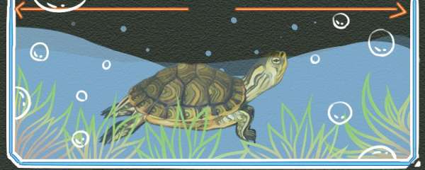 巴西黄耳龟是深水龟吗，水位多高合适