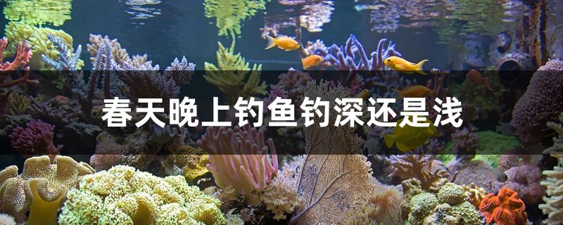 春天晚上钓鱼钓深还是浅 垂钓乐园