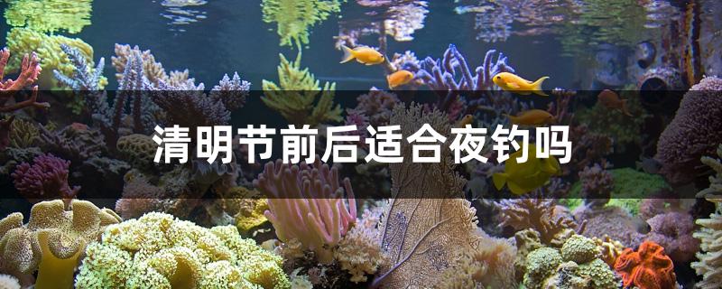 清明节前后适合夜钓吗 垂钓乐园