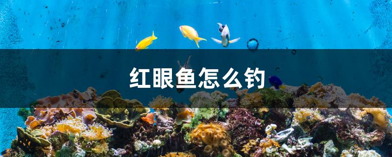 紅眼魚怎么釣