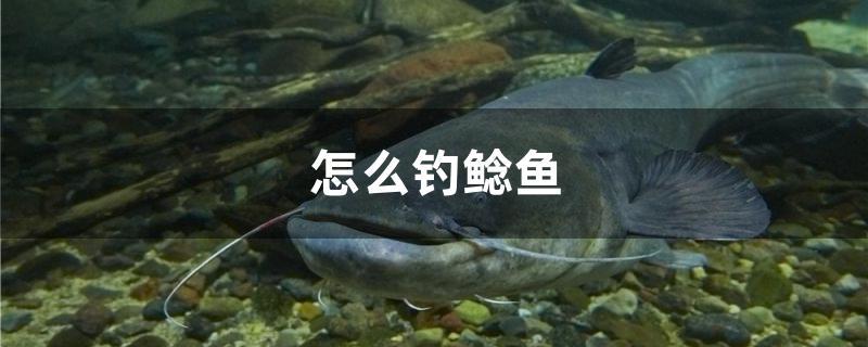 怎么釣鯰魚 黃金夢幻雷龍魚