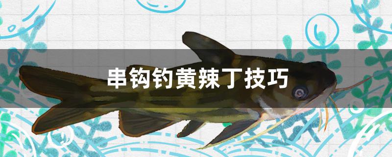 串钩钓黄辣丁技巧