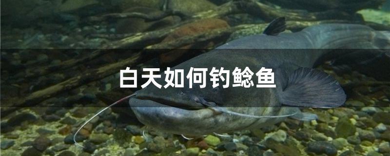 白天如何钓鲶鱼 水族维护服务（上门）