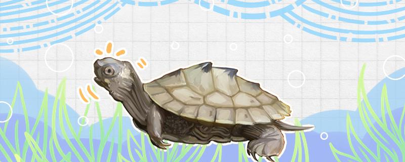 Why are map turtles called neural turtles? What are their personalities?