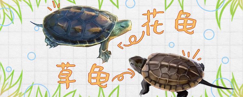 What is the difference between grass turtle and flower turtle? Can they be kept together?