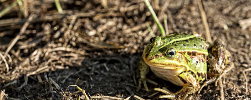 Can frogs be raised? How can they be raised well?