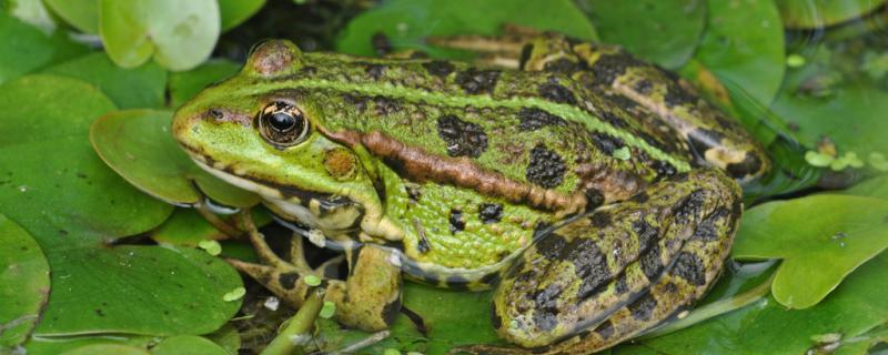 青蛙是怎么繁殖后代的繁殖方式是什么 水族周边