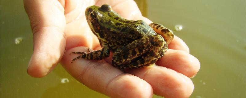 Can frogs be raised? How to raise them?