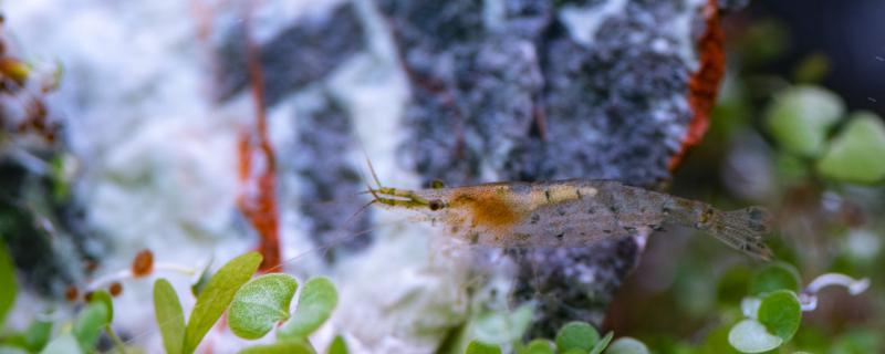 黑壳虾一次下多少小虾，多久繁殖一次