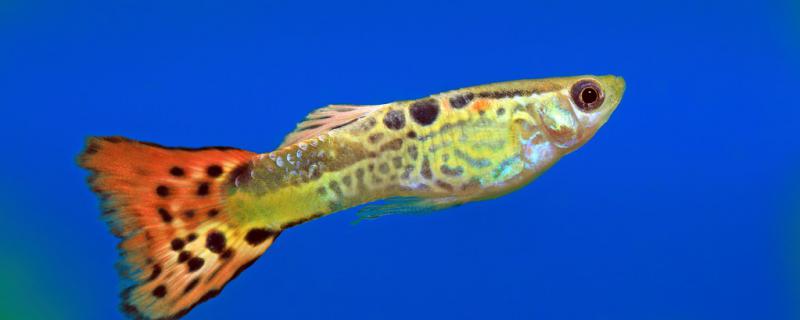 Guppies can not be raised without heating, how to control the temperature in winter?