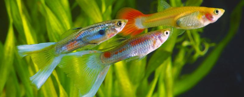 How do guppies pair up and reproduce?