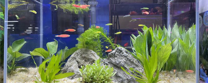 How to change the water in the fish tank? What should we pay attention to when changing the water