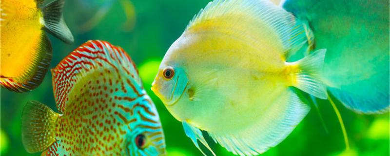 How many days should we feed the colorful angelfish? What kind of food should we feed them?