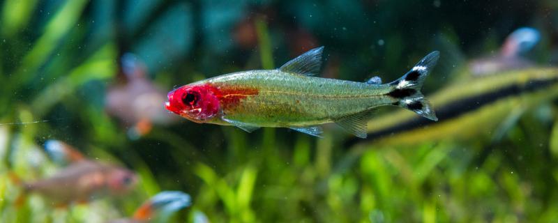 How to raise the newborn guppies and what to feed them to grow fast?