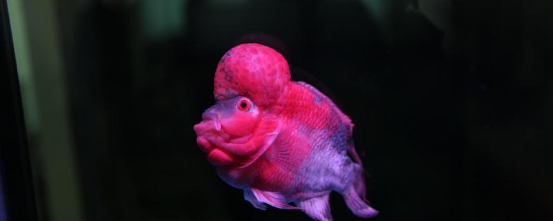 What reason is there is the thing that resembles bubble on arhat fish body? How to treat?
