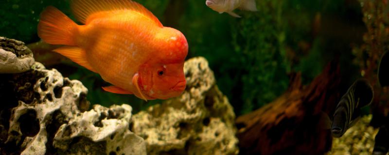How to raise Luohan fish with beautiful color and how to raise it quickly