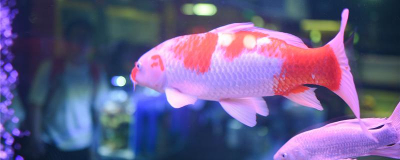 How old is a koi to spawn and how long does it take to hatch a small fish?