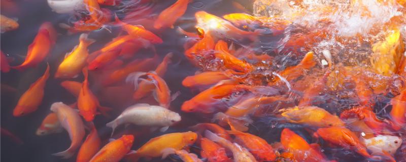 How much is the pH value of koi water? How much is the water temperature?