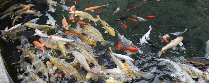 Koi can live a few years, how long to feed?