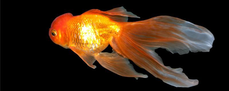 金魚は大きくなるのか、どのくらいで大きくなるのか