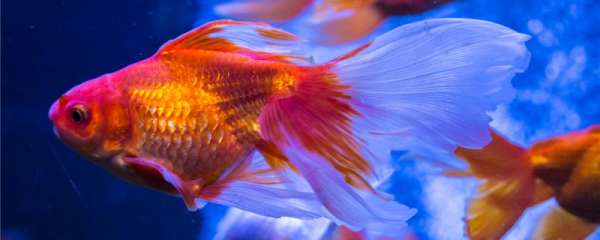 养金鱼用什么水好 多久换一次水 鱼百科