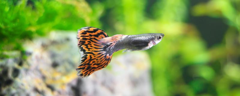How do guppies reproduce and what are the breeding conditions?