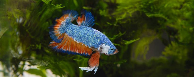 Why does the fighting fish change color and how to solve it