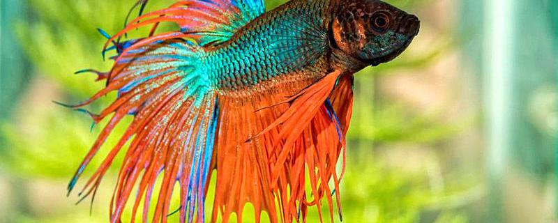 Why did the fighting fish eat the feed and spit it out? How should it be solved?