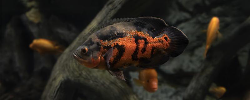 How is there is mucus to return a responsibility on map fish body, how should do?