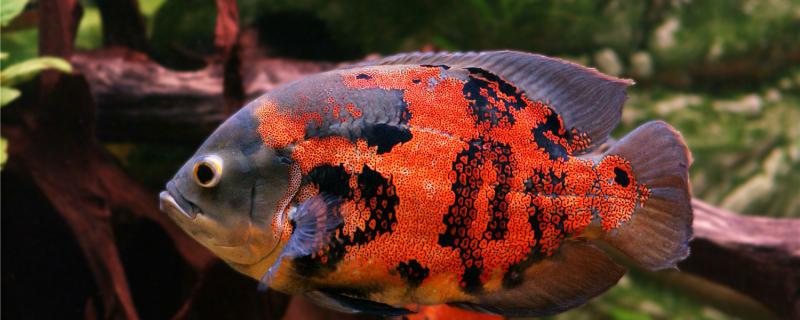 Map fish can grow 30cm in a few years, how to grow fast