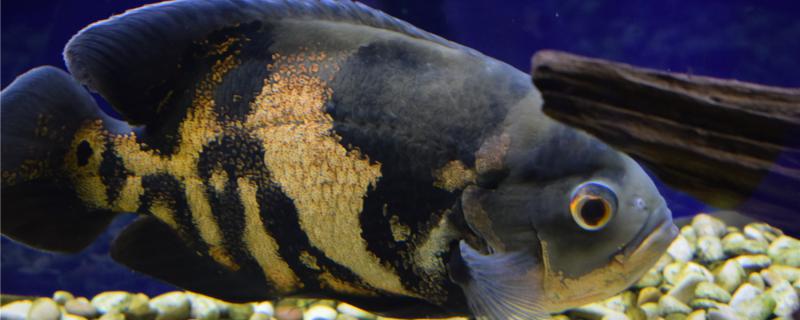 What kind of food does map fish feed to grow fast and how to raise it to grow fast?