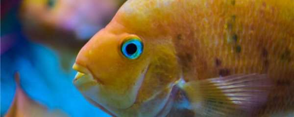 鹦鹉鱼的凸眼病会传染吗，如何避免传染