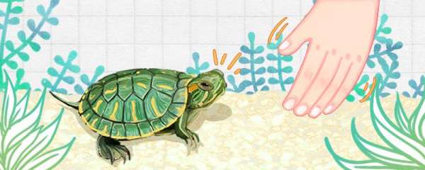 巴西龟的习性， 巴西龟的外形特征