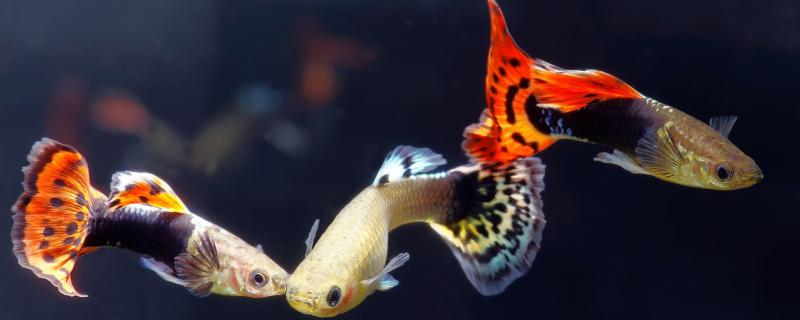 How to match guppies with aquatic plants and how to arrange fish tanks