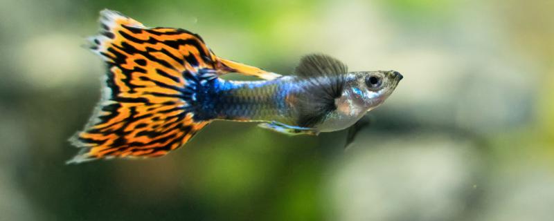 Is guppy a freshwater fish? What kind of water is good for it?