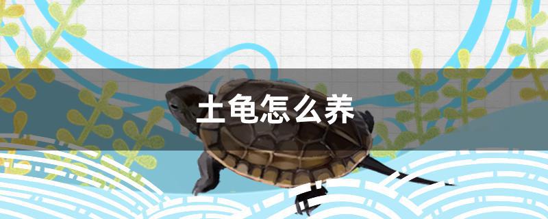 土龟怎么养