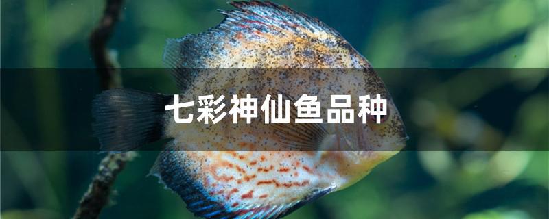 七彩神仙鱼品种 鱼百科 七彩神仙鱼品种 鱼百科
