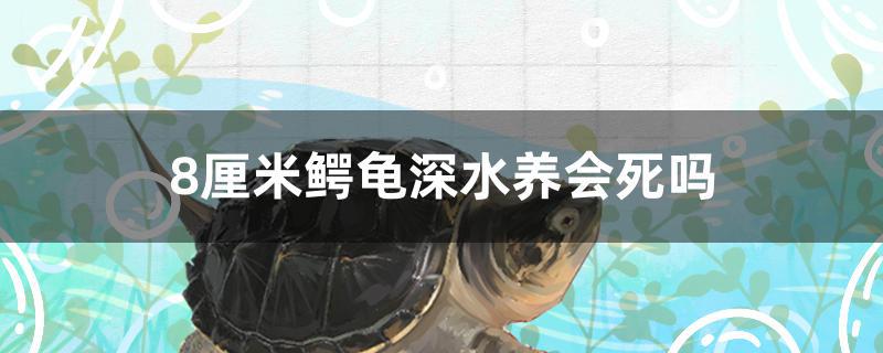 8厘米鳄龟深水养会死吗