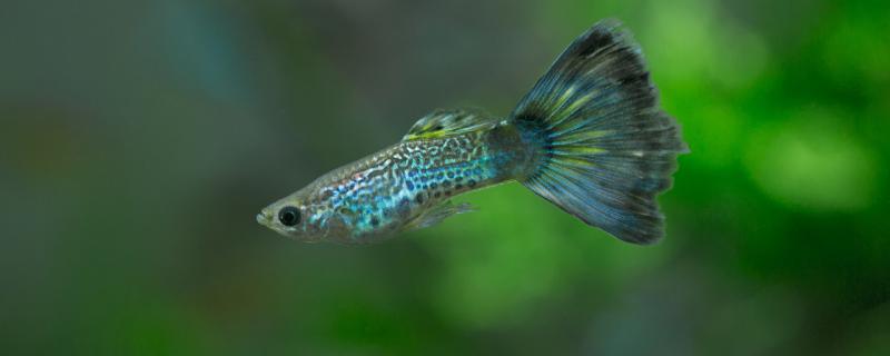 How do guppies get pregnant and how many small fish do they reproduce at one time?