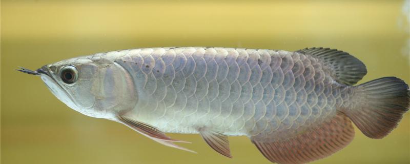 What kind of feed does the silver arowana eat? Does it eat live bait?