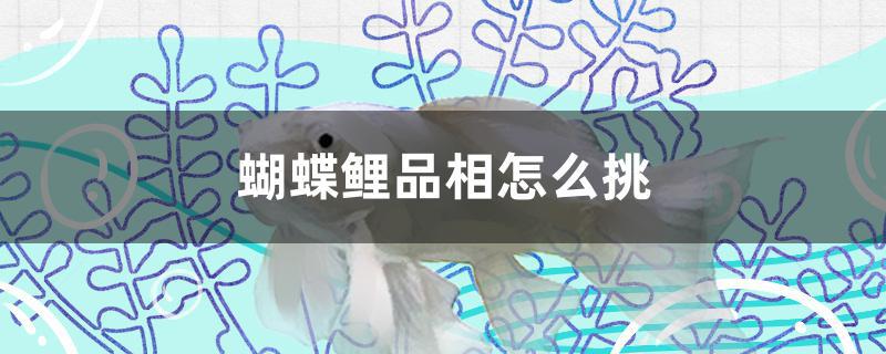 蝴蝶鲤品相怎么挑