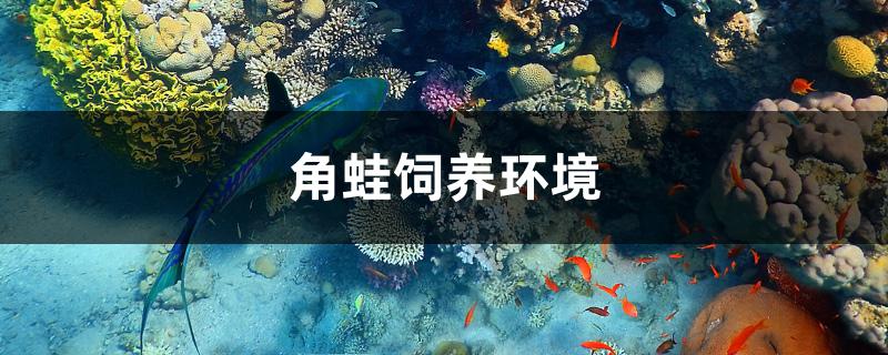 角蛙饲养环境