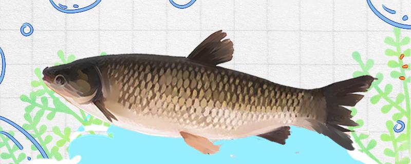 Is it easy to catch grass carp at night? How to catch it?