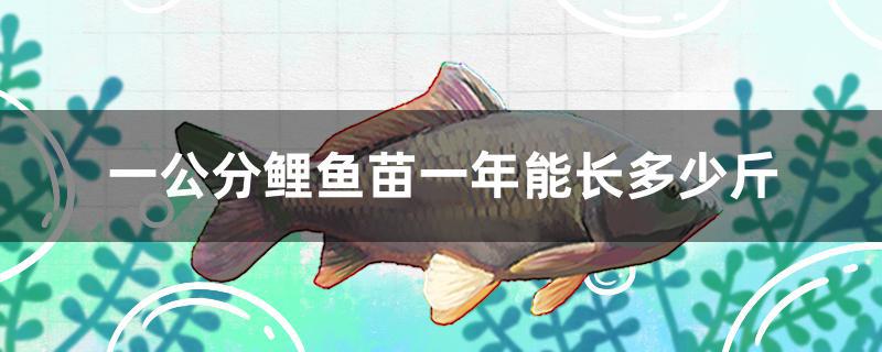 一公分鯉魚苗一年能長多少斤